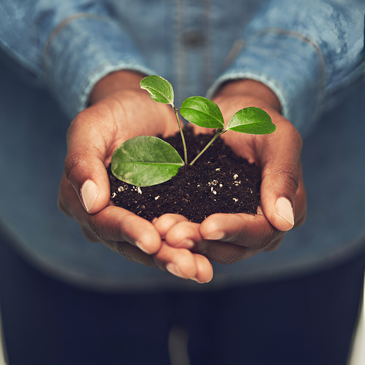 L’importance des semences et des engrais pour une agriculture durable